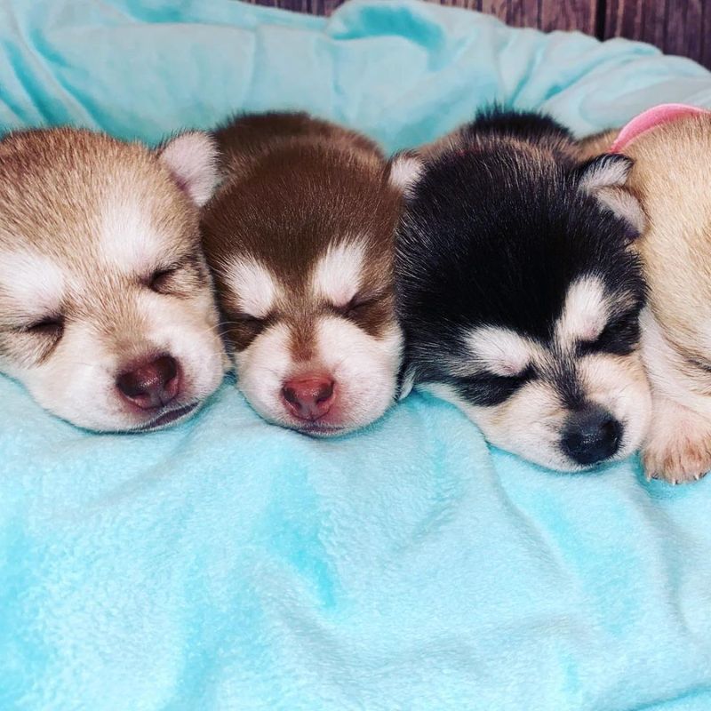 Klee kai best sale puppies near me